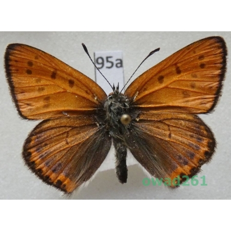 Lycaena thersamon (Esper, 1784) male Bulgaria95a